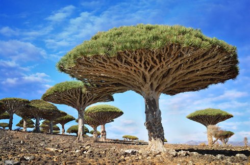 amazing-trees-dragonblood yemen