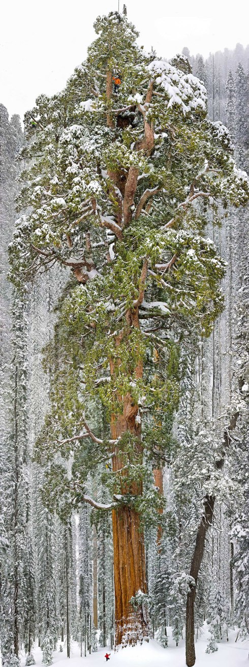 amazing-trees-giant sequioa